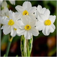 Narcissus Flower Seeds for Planting  Grow Beautiful Cream Blooms