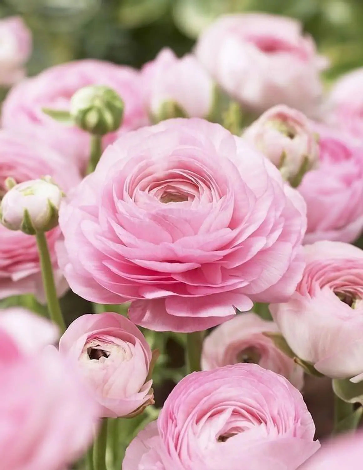 Pale Pink Ranunculus Flower Seeds for Planting Premium Quality Heirloom & GMO Free Seeds for Home Garden
 
 Sale