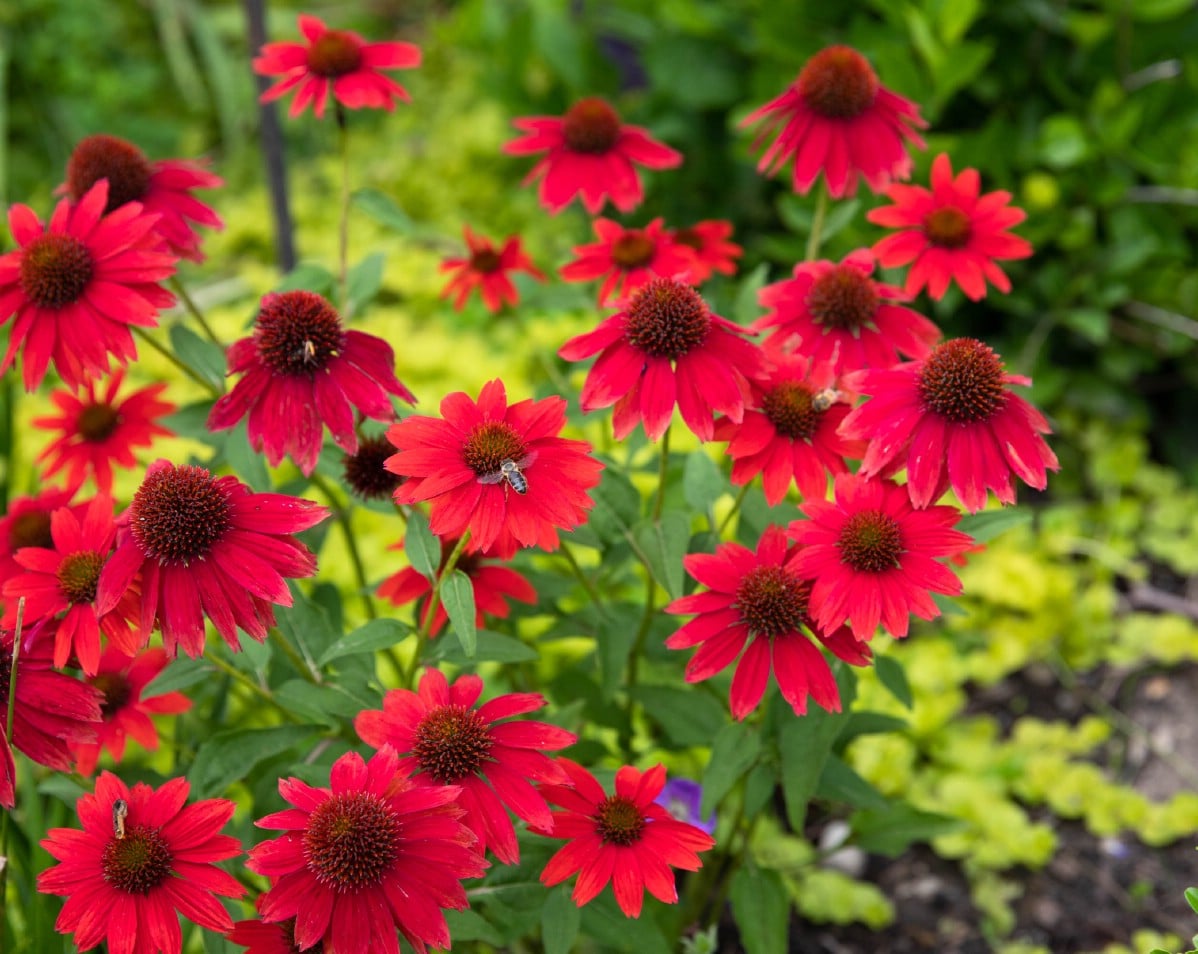 Red Perennial Flower seeds for Planting Pollinator Friendly Heirloom & GMO Free Seeds for Home Garden 
 
 Sale