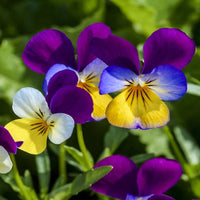 Heirloom Johnny Jump Up Flower seeds for Planting Cut Flower Favorite Heirloom & GMO Free Seeds for Home Garden