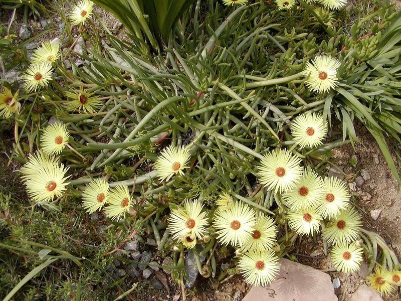 Yellow Cephalophyllum Pillansii Flower seeds for Planting - Vibrant Colors, Heirloom & GMO Free Seeds for Home Garden