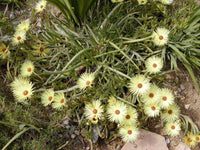 Yellow Cephalophyllum Pillansii Flower seeds for Planting - Vibrant Colors, Heirloom & GMO Free Seeds for Home Garden