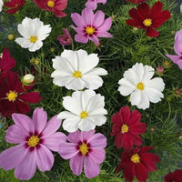 Cosmos Sensation Flower seeds for Planting - Premium Quality, Heirloom & GMO Free Seeds for Home Garden
