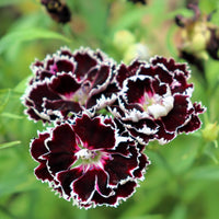 Dianthus Chianti Clove Flower seeds for Planting - Wildflower Mix, Heirloom & GMO Free Seeds for Home Garden