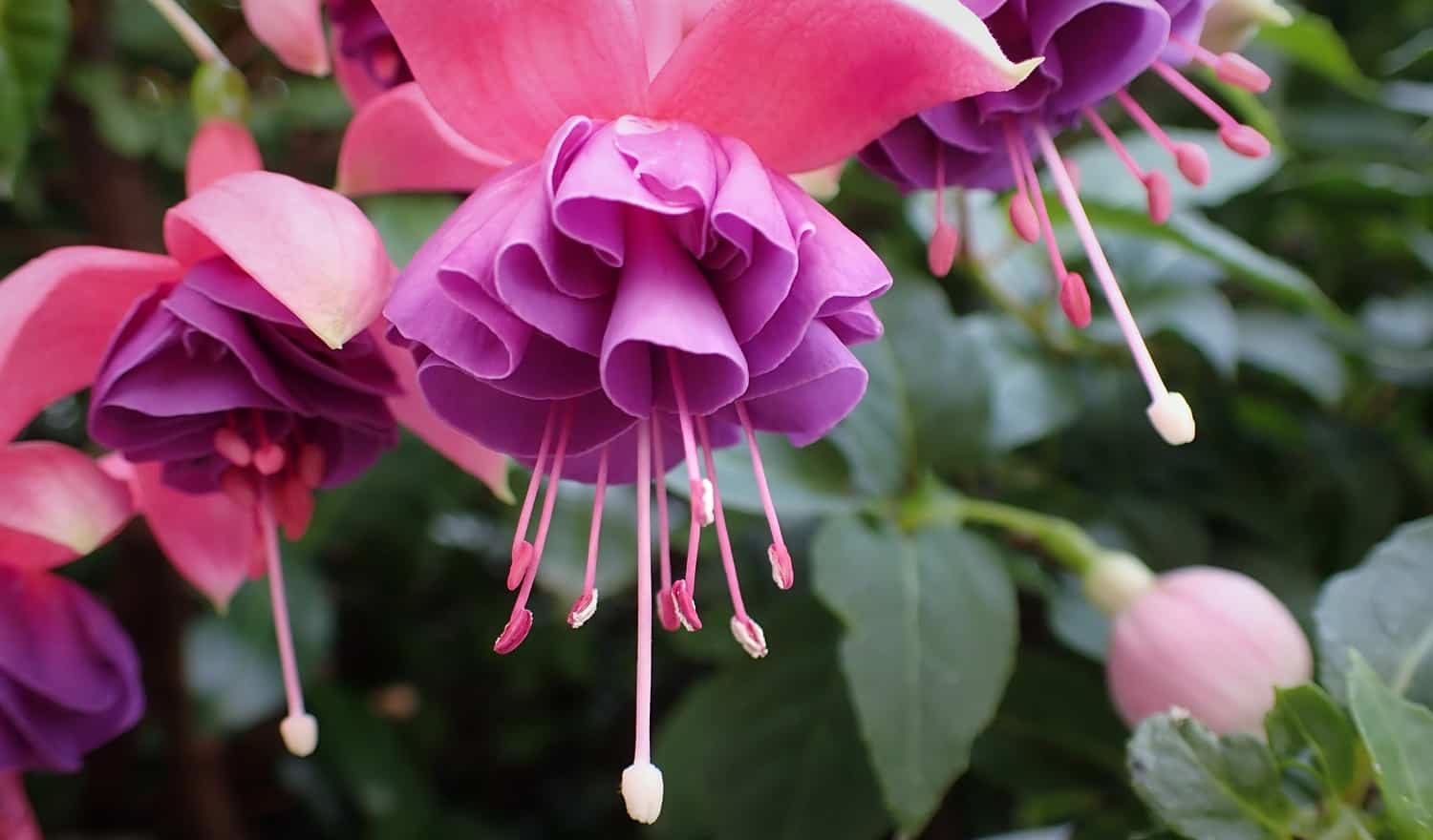 Baby Pink Double Petals Fuchsia Flower Seeds for Planting Long Bloom Season Heirloom & GMO Free Seeds for Home Garden
 
 Sale