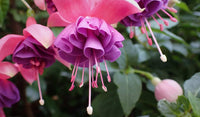 Baby Pink Double Petals Fuchsia Flower Seeds for Planting Long Bloom Season Heirloom & GMO Free Seeds for Home Garden
 
 Sale