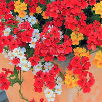 Carnival Coconut Flower Seeds – Annual Mix with Sweet Fragrance