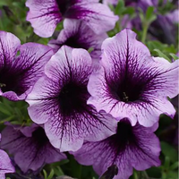 Tritunia Purpurner Sterne Petunia Seeds for Planting Purple Garden Blooms