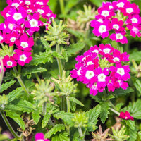 Burgundy Verbena Flower seeds for Planting - Pollinator Friendly, Heirloom & GMO Free Seeds for Home Garden
 
 Sale seeds for planting in home garden