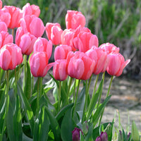Pale Pink Tulip Flower seeds for Planting - Pollinator Friendly, Heirloom & GMO Free Seeds for Home Garden