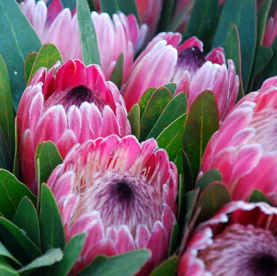 100 Pcs