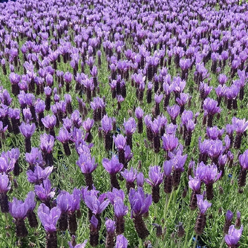 Lavender Avonview Flower seeds for Planting - Bright Blooms, Heirloom & GMO Free Seeds for Home Garden