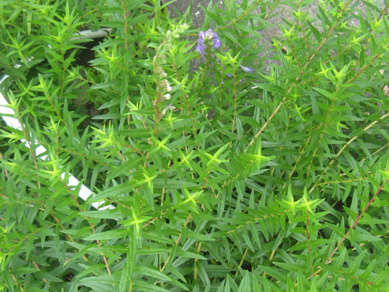 Green Scutellaria Baicalensis Flower seeds for Planting - Wildflower Mix, Heirloom & GMO Free Seeds for Home Garden