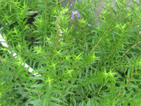 Green Scutellaria Baicalensis Flower seeds for Planting - Wildflower Mix, Heirloom & GMO Free Seeds for Home Garden
