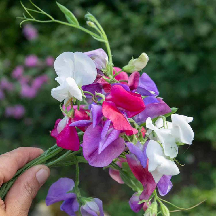 Mixed Sweet Pea Flower Seeds for Planting Premium Quality Heirloom & GMO Free Seeds for Home Garden
 
 Sale