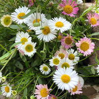 Erigeron Karvinskianus Flower seeds for Planting - Fragrant Blossoms, Heirloom & GMO Free Seeds for Home Garden