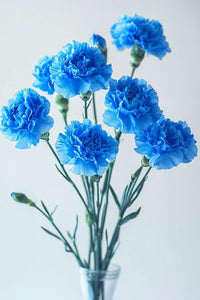 Sky Blue Carnation Flower seeds for Planting - Vibrant Colors, Heirloom & GMO Free Seeds for Home Garden