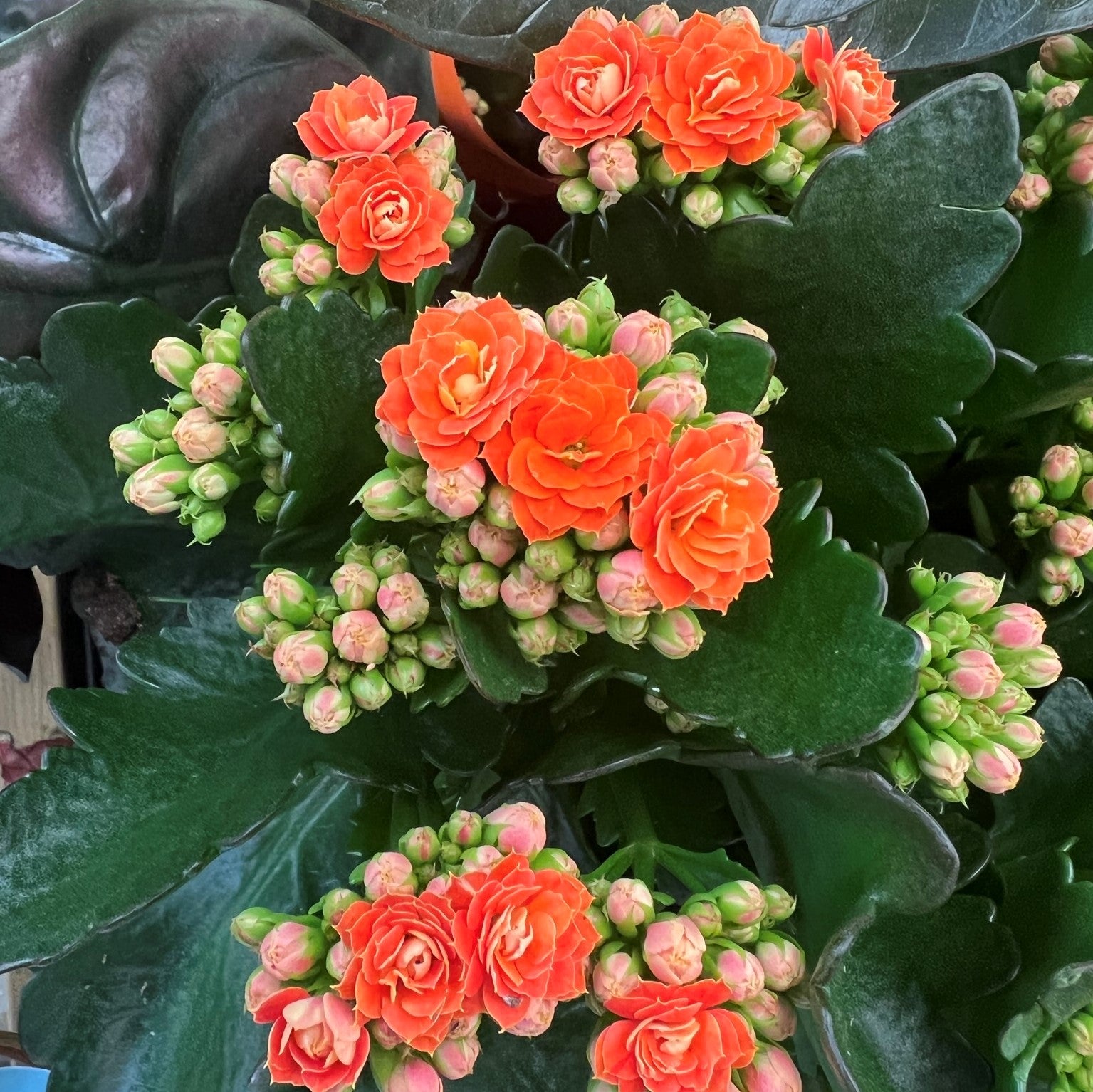 Mixed Kalanchoe Flower seeds for Planting Cut Flower Favorite Heirloom & GMO Free Seeds for Home Garden 
 
 Sale