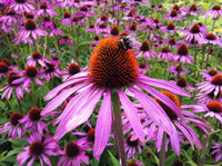 ConeFlower seeds for Planting - Cut Flower Favorite, Heirloom & GMO Free Seeds for Home Garden