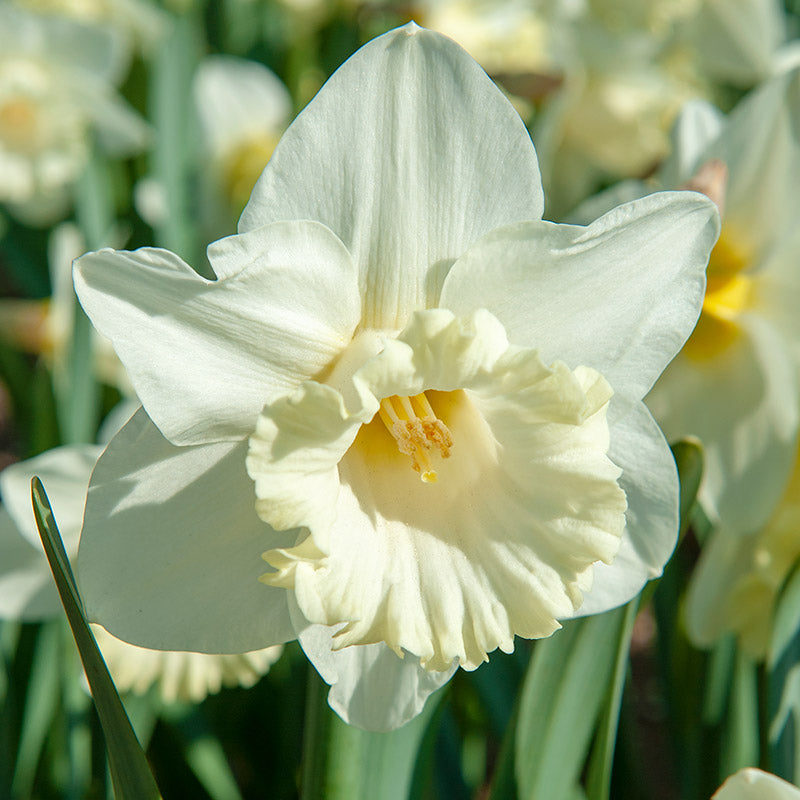 Green White Narcissus Flower Seeds for Planting Premium Quality Heirloom & GMO Free Seeds for Home Garden
 
 Sale