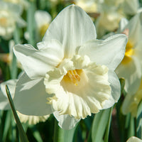 Green White Narcissus Flower Seeds for Planting Premium Quality Heirloom & GMO Free Seeds for Home Garden
 
 Sale