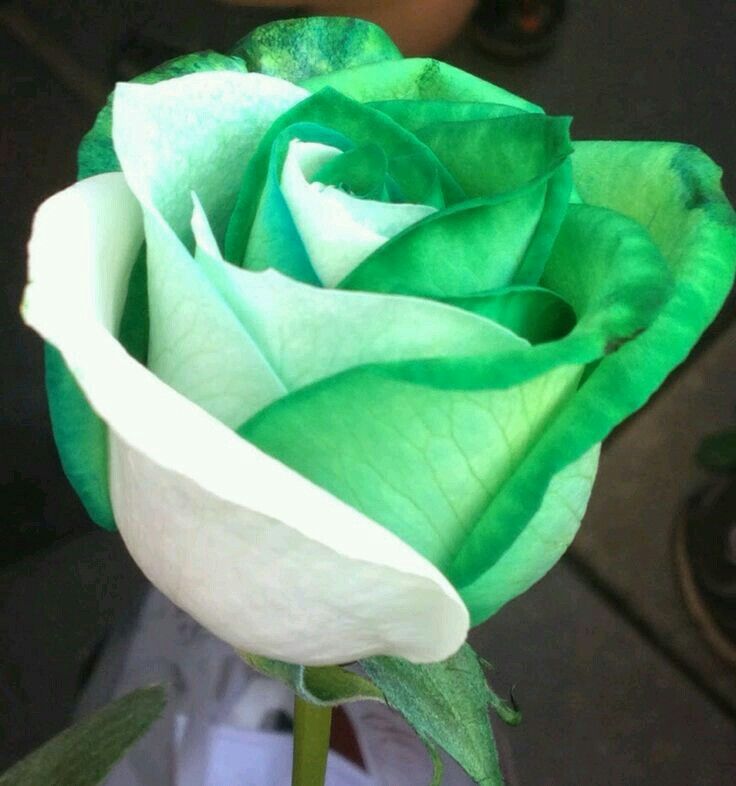 White Green Rose Flower Seeds for Planting – Heirloom, Non-GMO, Hardy Garden Variety Seeds