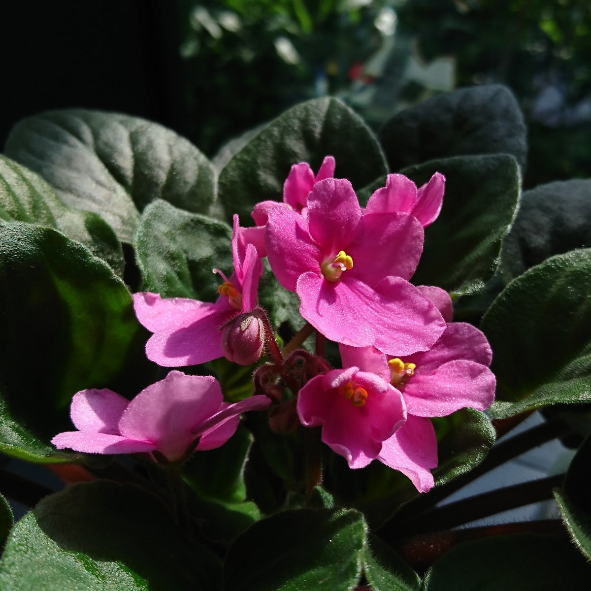 Baby Pink Saintpaulia Flower seeds for Planting - Compact Growth, Heirloom & GMO Free Seeds for Home Garden
 
 Sale seeds for home garden