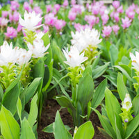 Curcuma Longa Flower seeds for Planting Bright Blooms Heirloom & GMO Free Seeds for Home Garden
 
 Sale