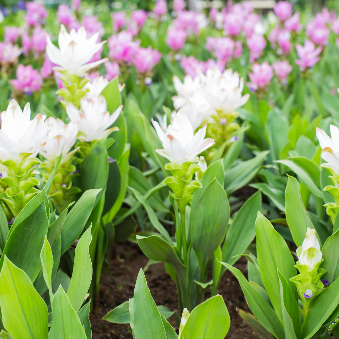 Curcuma Mix Flower Planting Seeds - Vibrant Tropical Blooms for Your Garden