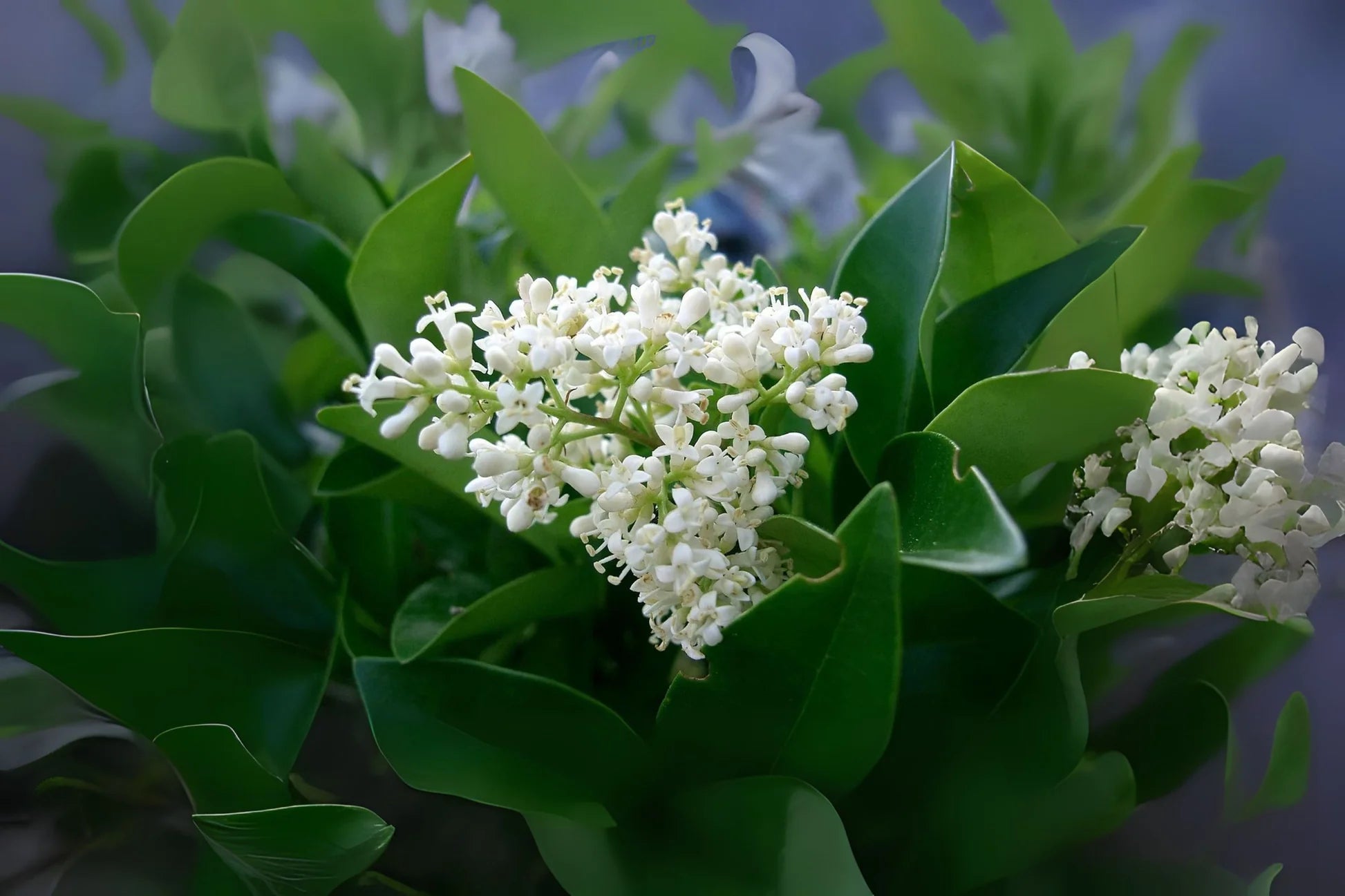 White Ligustrum Flower seeds for Planting - Fragrant Blossoms, Heirloom & GMO Free Seeds for Home Garden