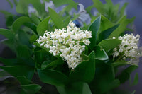 White Ligustrum Flower seeds for Planting - Fragrant Blossoms, Heirloom & GMO Free Seeds for Home Garden