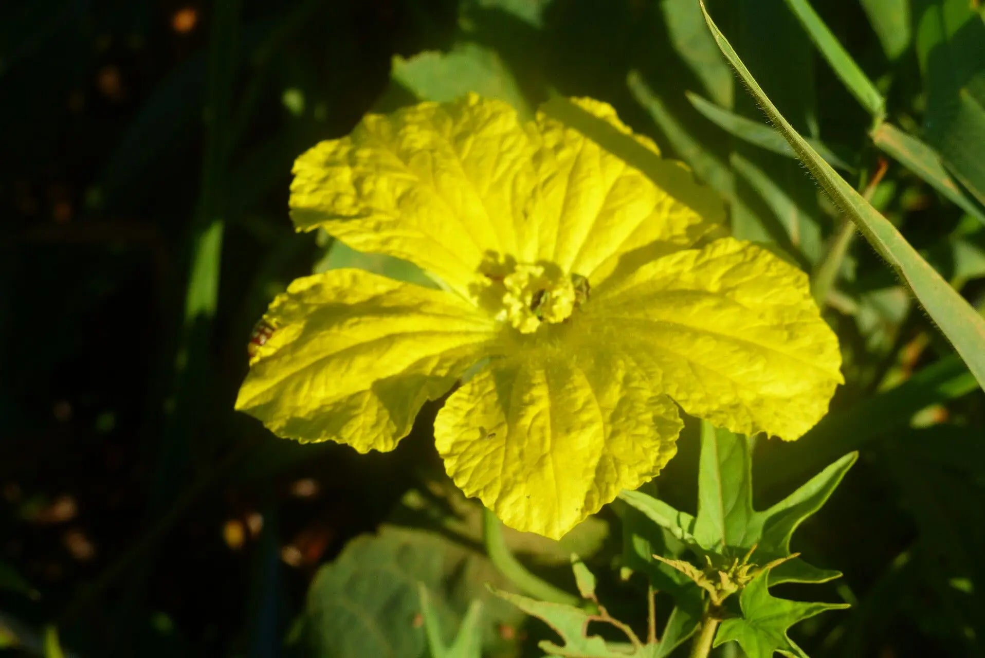 Luffa Flower seeds for Planting Seasonal Bloomer Heirloom & GMO Free Seeds for Home Garden