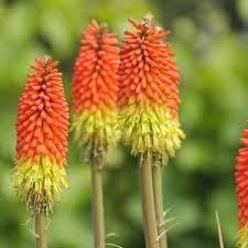 Fresh Caulescens Flower seeds for Planting - Wildflower Mix, Heirloom & GMO Free Seeds for Home Garden
 
 Sale seeds for planting in home garden