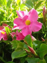 Light Pink Mandevilla Sanderi Flower Seeds for Planting Ideal for Home Garden GMO Free Seeds 
 
 Sale