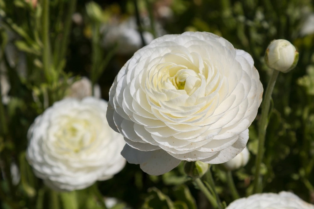 White Ranunculus Flower Seeds for Planting Premium Quality Heirloom & GMO Free Seeds for Home Garden
 
 Sale