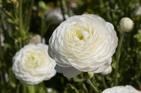 White Ranunculus Flower Seeds for Planting Premium Quality Heirloom & GMO Free Seeds for Home Garden
 
 Sale