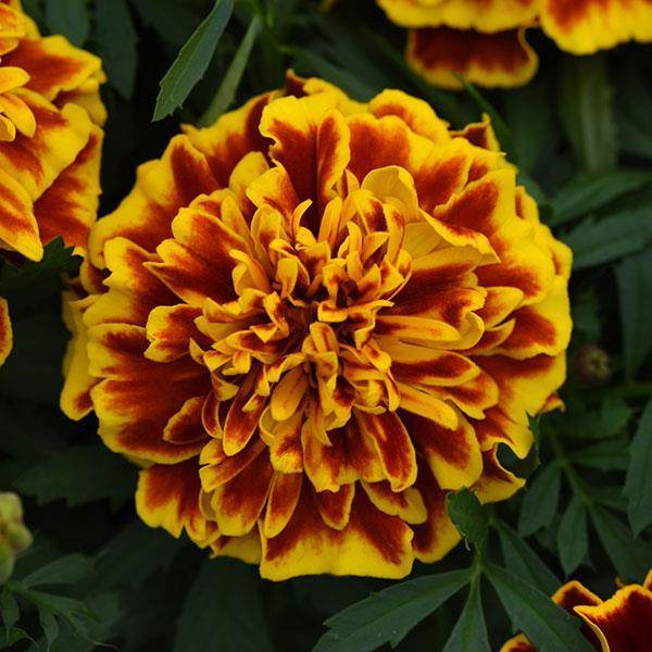 Russian Marigold Flower seeds for Planting Easy to Grow Heirloom & GMO Free Seeds for Home Garden