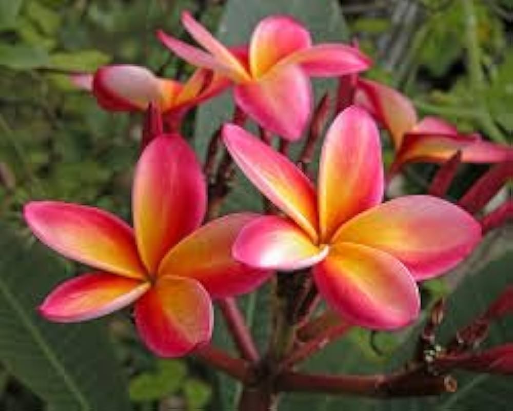 Rubra Flower seeds for Planting - Premium Quality, Heirloom & GMO Free Seeds for Home Garden