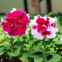 Tritunia Rose Star Seeds for Stunning Rose-Colored Petunias