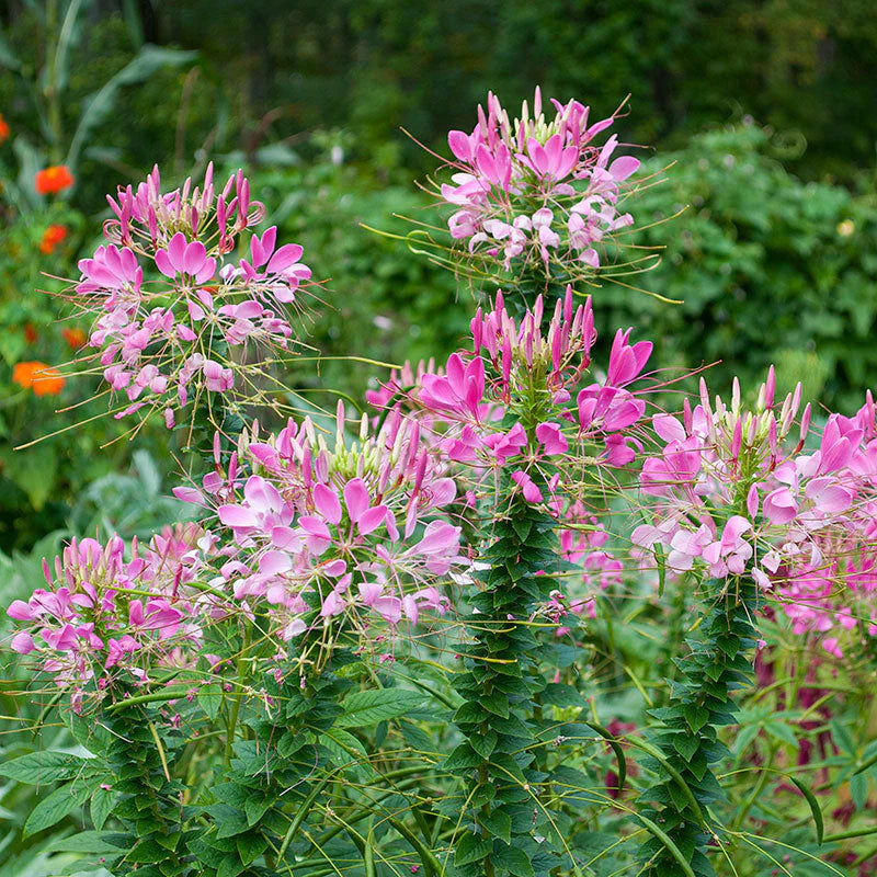 Rose Queen Flower Seeds for Planting  Enhance Your Garden with Vibrant Blooms