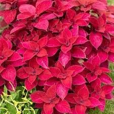 Red (Red Coleus) seeds for planting in home garden