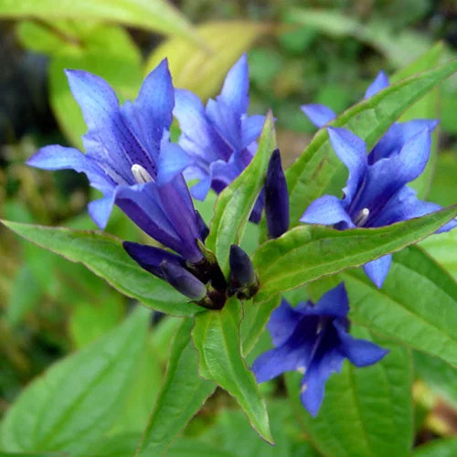 Gentiana Scabra Seeds for Planting - Beautiful Blue Flower Seeds