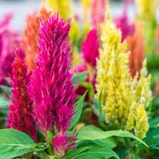 Celosia Amigo Mix Seeds for Colorful Garden Flowers