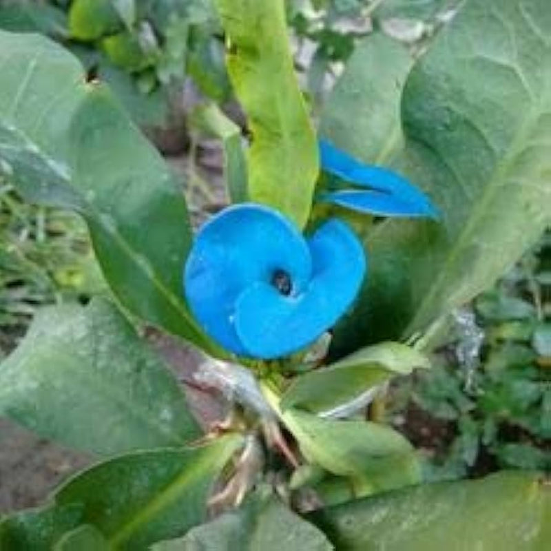Blue Euphorbia Milii Flower seeds for Planting Colorful Display Heirloom & GMO Free Seeds for Home Garden
 
 Sale