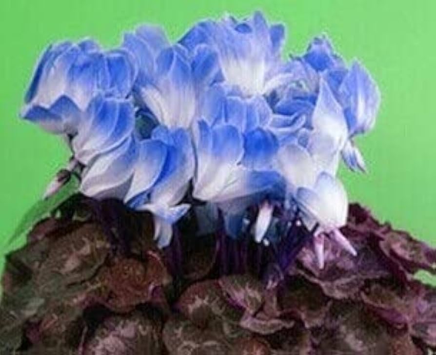 Blue White Cyclamen Flower seeds for Planting Perfect for Borders Heirloom & GMO Free Seeds for Home Garden
