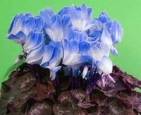 Blue White Cyclamen Flower seeds for Planting Perfect for Borders Heirloom & GMO Free Seeds for Home Garden
