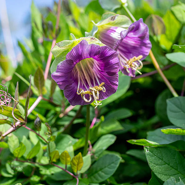 Cobaea Scandens Flower seeds for Planting Premium Quality Heirloom & GMO Free Seeds for Home Garden