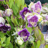 Heirloom Cobaea Scandens Flower seeds for Planting Low Maintenance Heirloom & GMO Free Seeds for Home Garden