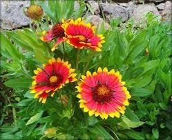 Aristata Flower seeds for Planting Wildflower Mix Heirloom & GMO Free Seeds for Home Garden 
 
 Sale for planting in home garden