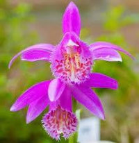 Tongariro Hardy Flower seeds for Planting - Perfect for Borders, Heirloom & GMO Free Seeds for Home Garden
 
 Sale seeds for planting in home garden